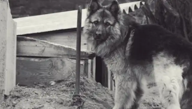 The dog was locked up in the backyard for years, the first time he saw the sea