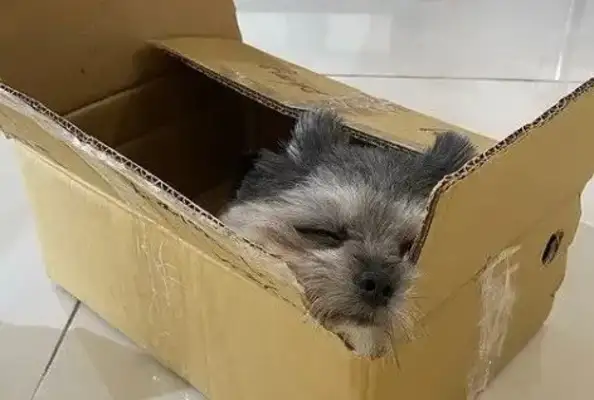Cats grow up to become tool dogs