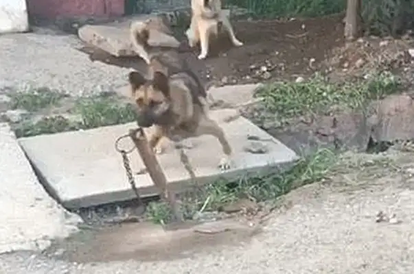 I've got a video of a country dog, but the circle of friends is so rich: the dog is not the usual asset
