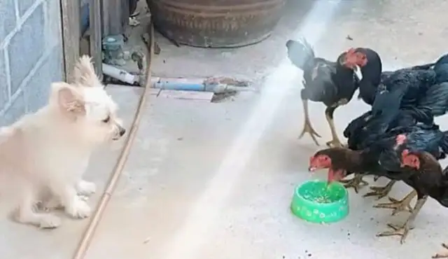 When the city dog came to the country, he was bullied by a bunch of chickens. Statements