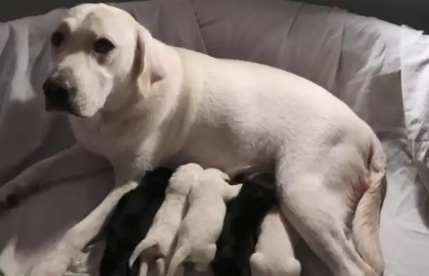 When a dog's mother nursed, a puppy disappears