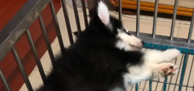 That's it. $1,500 for a dog