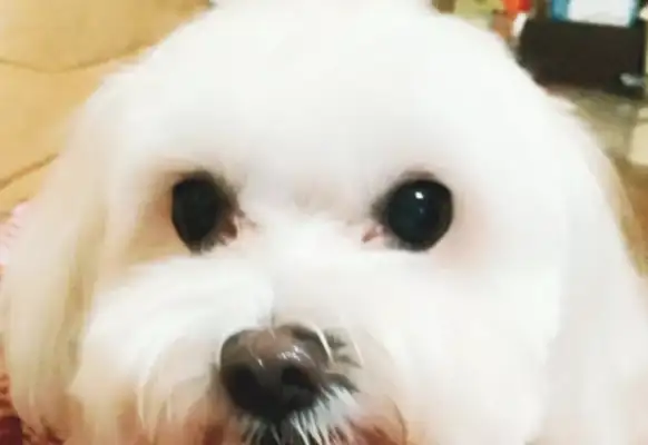 Most of the year after the death of the dog, she was not sad enough to see the moment with tears..
