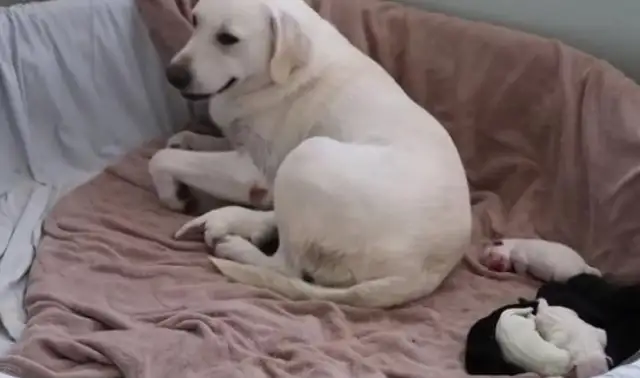 When a dog's mother nursed, a puppy disappears
