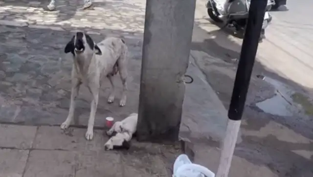 When a dog's mother nursed, a puppy disappears