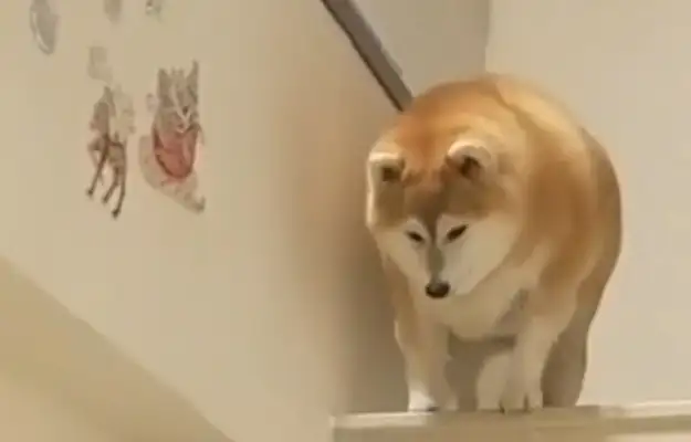 It's hard to fatten up the stairs