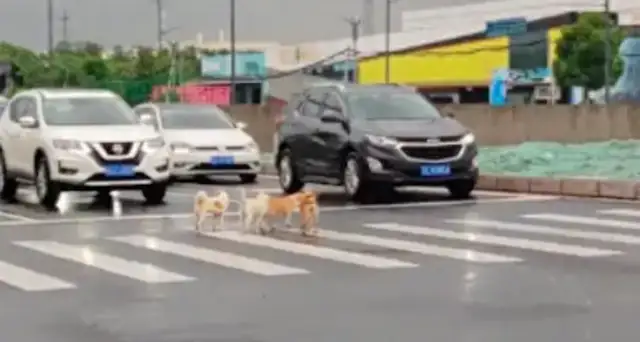 A couple of stray dogs crossing the street, private cars and buses stopping to make way for you