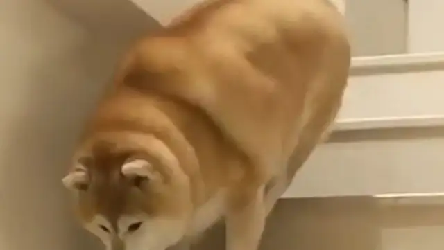 It's hard to fatten up the stairs