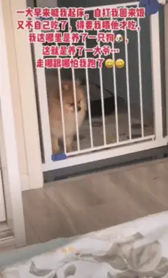 Parents are sealed, 13-year-olds live alone for 66 days and fatten up dogs and cats
