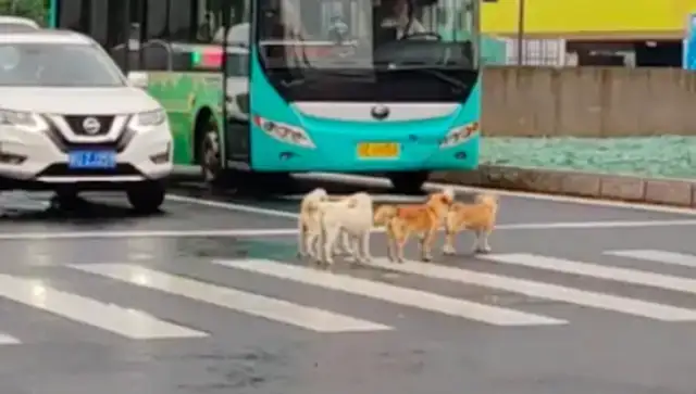 A couple of stray dogs crossing the street, private cars and buses stopping to make way for you
