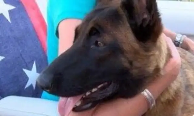 The boat with the master fell into Lake Michigan and the dog was rescued for 57 miles all night