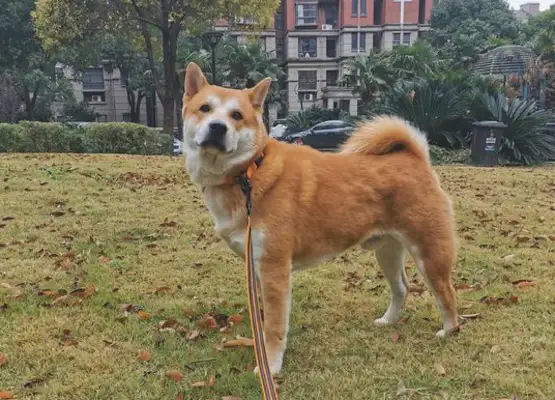 It's not happy to play outside. It's because the owner doesn't want to: I can go drifting