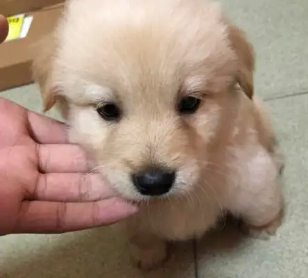 When the little stray dog ran away and walked down the road, and saw it, the girl had a heartache