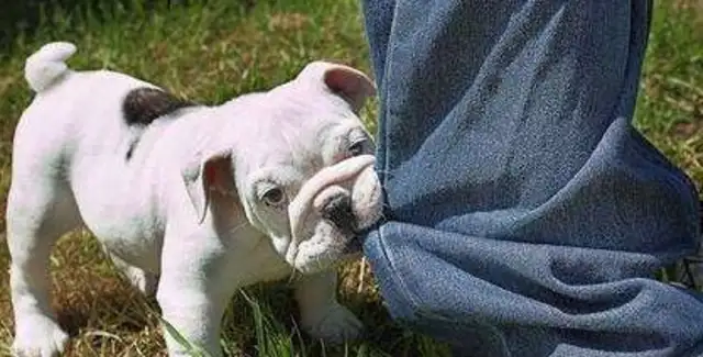 Brutal! The pet dog was killed alive by the master