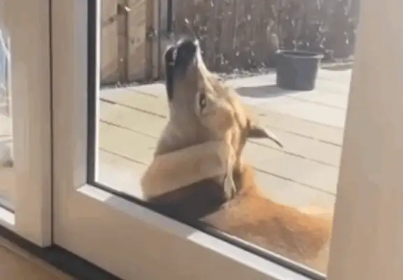 Blonde and 2-ha eye-to-eye, with a more intelligent creature than Haski... master: To divorce the dog