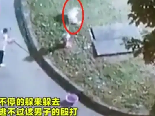Brutal! The pet dog was killed alive by the master