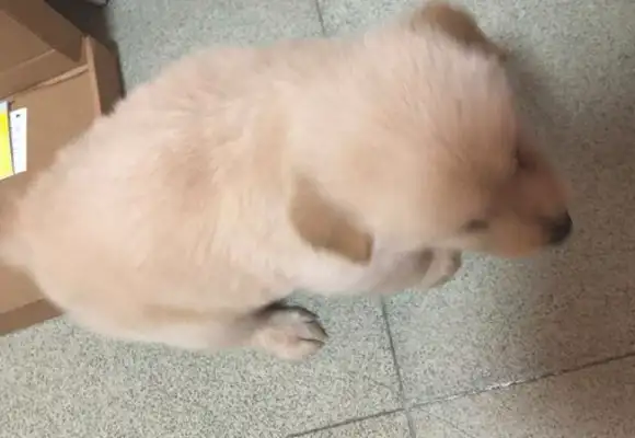 When the little stray dog ran away and walked down the road, and saw it, the girl had a heartache