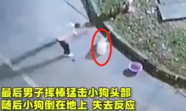 Brutal! The pet dog was killed alive by the master
