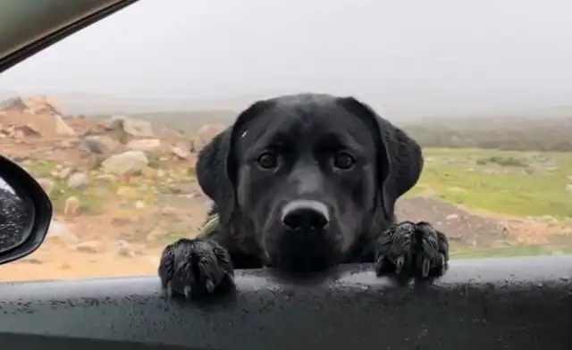 The dog at 4,000 meters above sea level, with tears in his eyes and windows, begs the good people to take it home