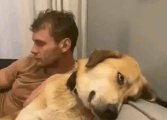 Blonde and 2-ha eye-to-eye, with a more intelligent creature than Haski... master: To divorce the dog