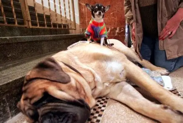 The biggest dog in Australia ate the owner, $4,800 a week