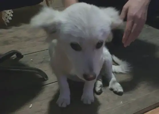 The master didn't bring the dog home, and it just started wandering
