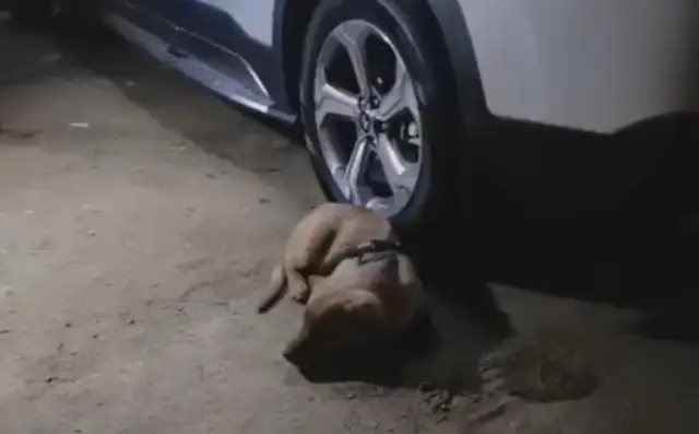 The little master sleeps in his car, and the little golden hair doesn't want to leave