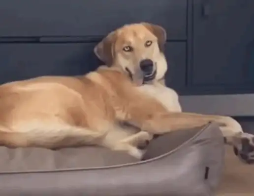 Blonde and 2-ha eye-to-eye, with a more intelligent creature than Haski... master: To divorce the dog