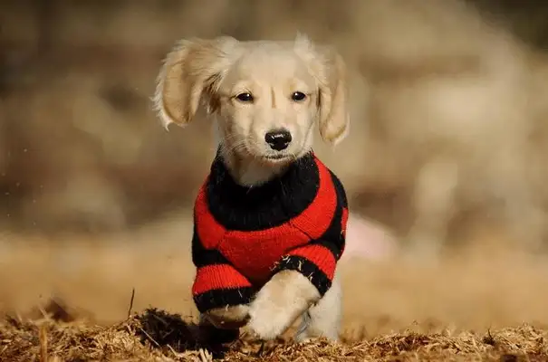 Dogs. How many of the last cases have you encountered