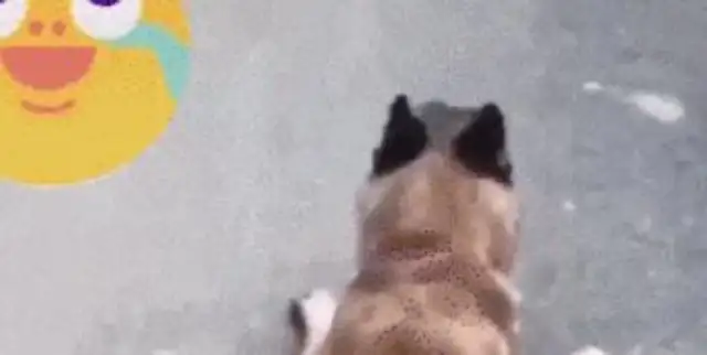 The dog came to the zoo and imitated the crocodile