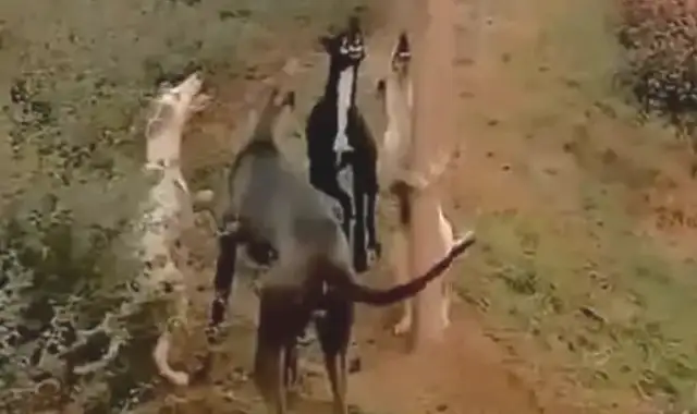 Four dogs surrounded a cat hiding in a branch. White dogs learned how to climb a tree