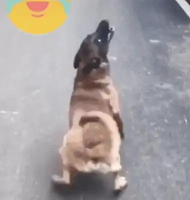 The dog came to the zoo and imitated the crocodile