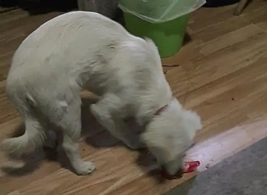 The master didn't bring the dog home, and it just started wandering