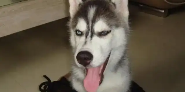 The baby dog bites through the wires with electricity