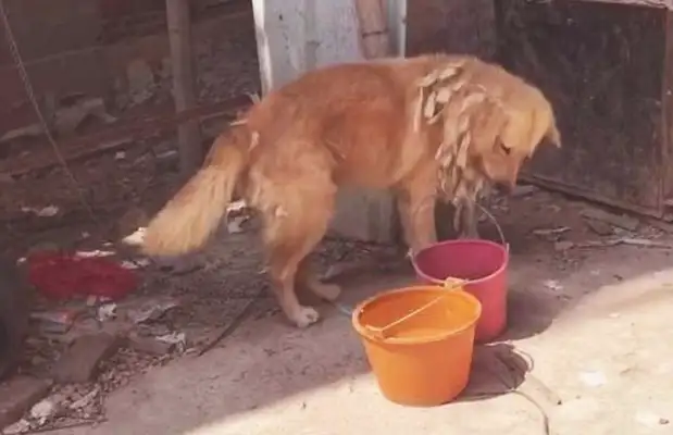The dog is bound by the master, the woman helps the dog, but her actions are challenged by many netizens