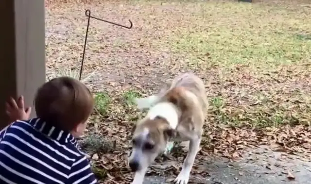 The stray dog sneaked into the yard trying to get close to the little boy and suddenly ran out of a cat, the next stupid eye!