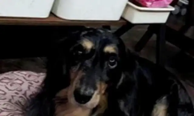 Seven days after the death of a 20-year-old dog, a butterfly suddenly flew in and cried..