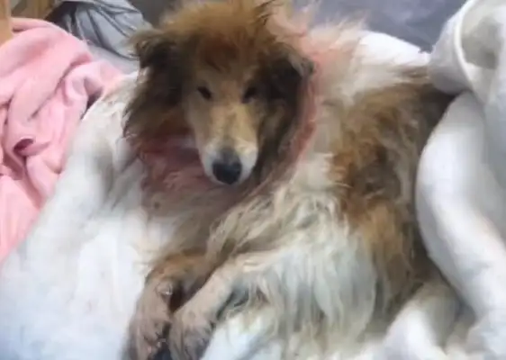 And Hilde was abandoned? Outside the villa was a stray dog with a towed rope, thinking it was a car accident, not a human being
