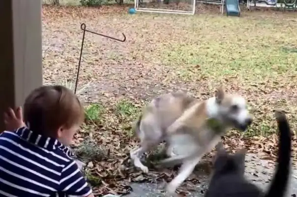 The stray dog sneaked into the yard trying to get close to the little boy and suddenly ran out of a cat, the next stupid eye!