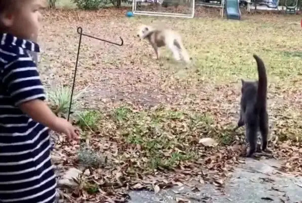 The stray dog sneaked into the yard trying to get close to the little boy and suddenly ran out of a cat, the next stupid eye!