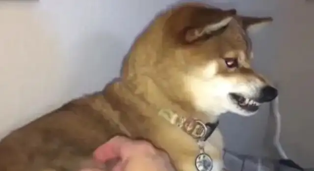The master starts with the fur of the dog, and then the dog of the Akita is in a bad mood