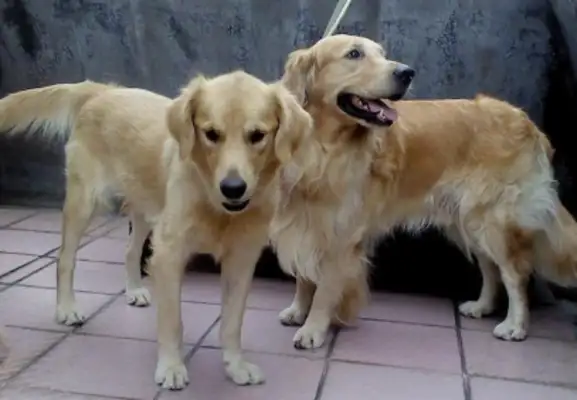 The two golden hairs that were so close to each other, were completely frozen after the dogs gave birth