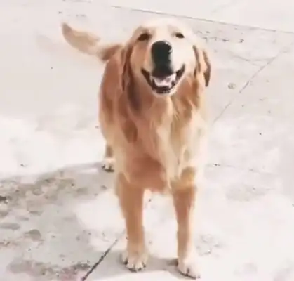 Blondie called White to help with the fight, and he came home with a stick