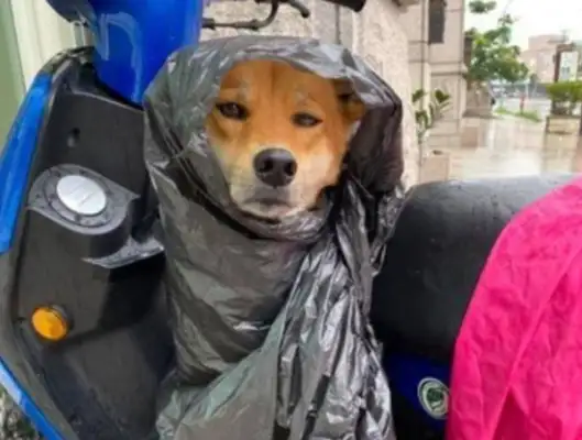 When you walk a dog, you run into a storm, the owner makes it a raincoat and the dog cries