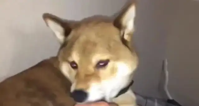 The master starts with the fur of the dog, and then the dog of the Akita is in a bad mood