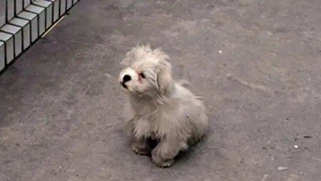 The good old couple saved hundreds of traffic dogs