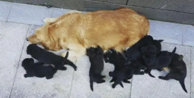 The two golden hairs that were so close to each other, were completely frozen after the dogs gave birth