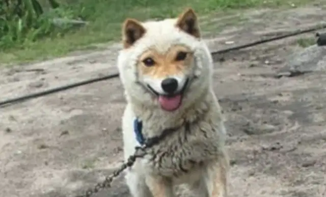 The man sent the dog home after a few weeks without knowing him