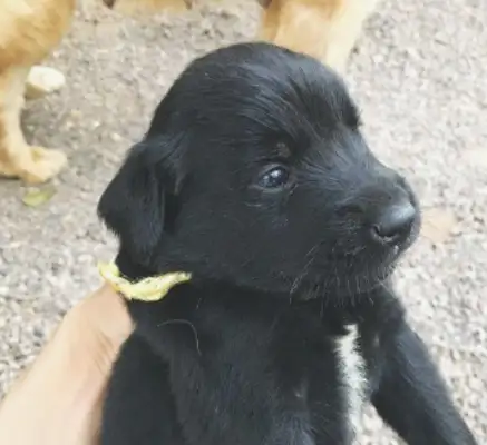 The two golden hairs that were so close to each other, were completely frozen after the dogs gave birth