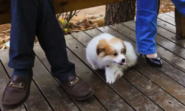 Dogs are trained to end their stay and be transferred by pet companies